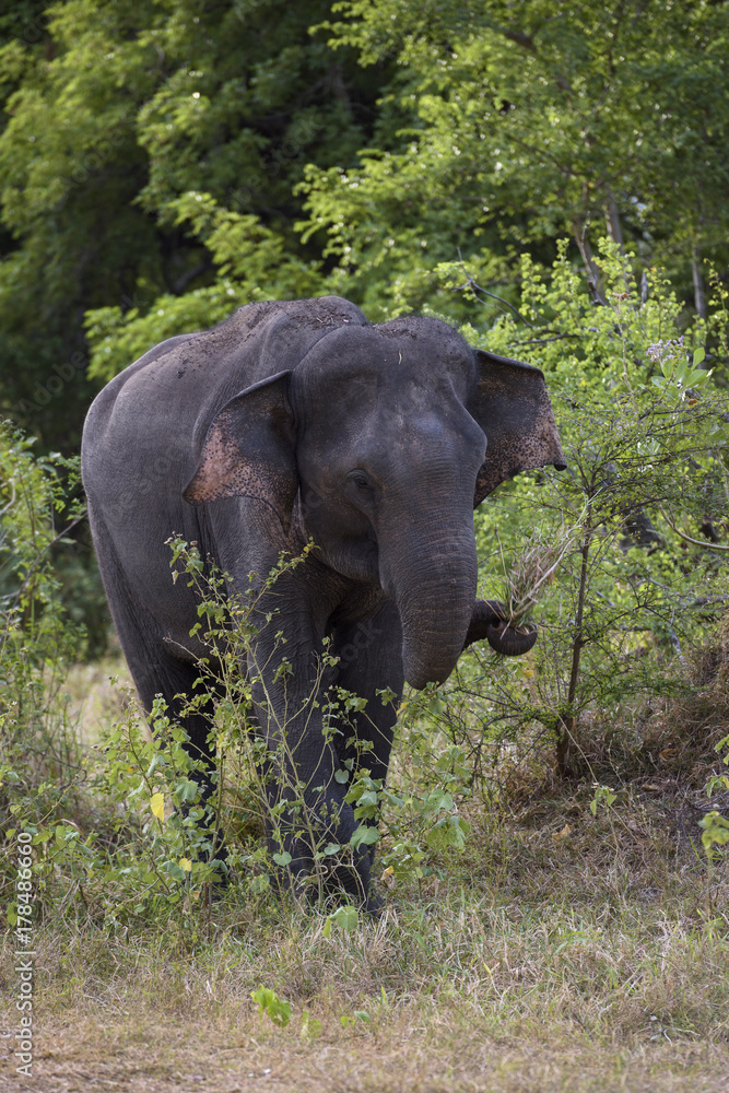 Obraz premium Sri Lankan Elephant - Elephas maximus maximus, Sri Lanka