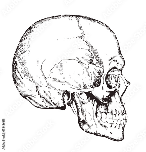 Human body anatomy. Medical illustration. Human bones. Scull