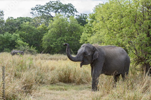 Sri Lankan Elephant - Elephas maximus maximus, Sri Lanka © David