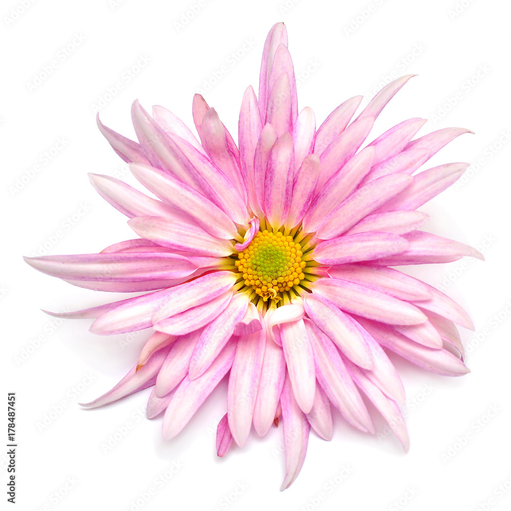 Beautiful pink chrysanthemum flower isolated on white background. Plant and flora. Creative and fashionable concept. Valentine's day, love. Flat lay, top view Beautiful pink chrysanthemum flower isolated on white background. Plant and flora. Creative and fashionable concept. Valentine's day, love. Flat lay, top view