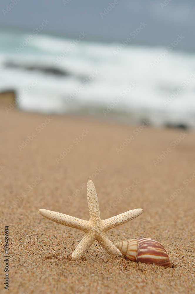 A sea star on a beach with the ocean in the background A sea star on a beach with the ocean in the background