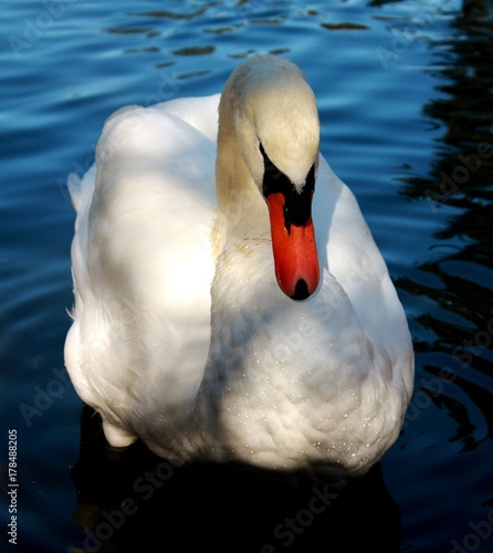 le cygne