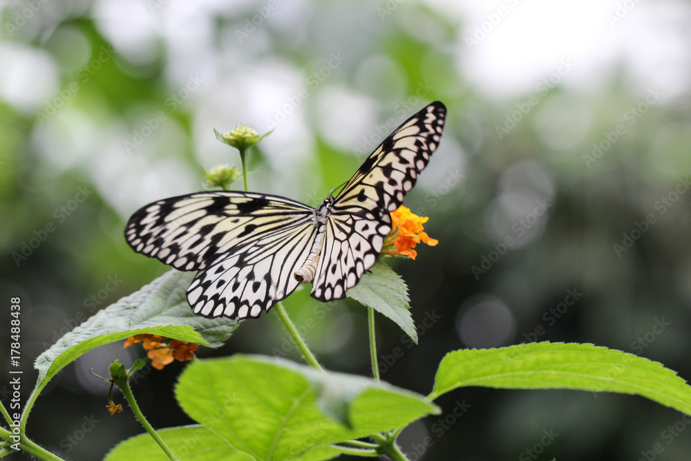 Idea leuconoe, Weisse Baumnymphe, Asien, Schmetterling Idea leuconoe, Weisse Baumnymphe, Asien, Schmetterling