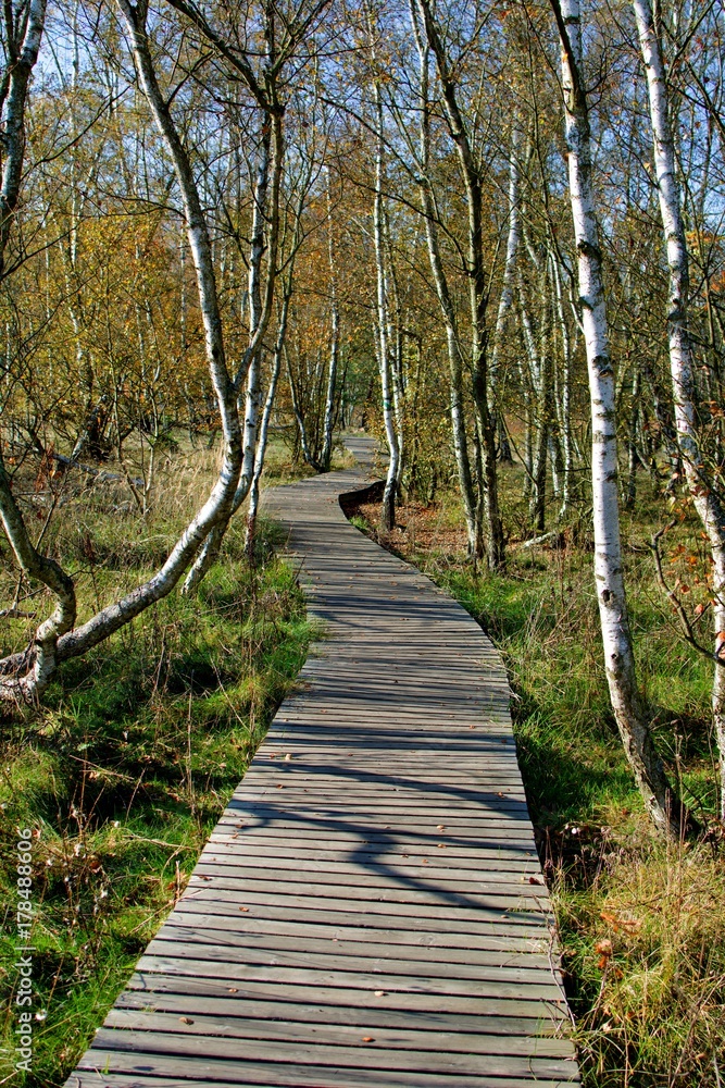 Obraz premium National nature reserve SOOS - large moorland and fen with many mineral water springs and moffettes (muddy volcanos) - near small spa town Frantiskovy Lazne (Franzensbad) - Czech Republic
