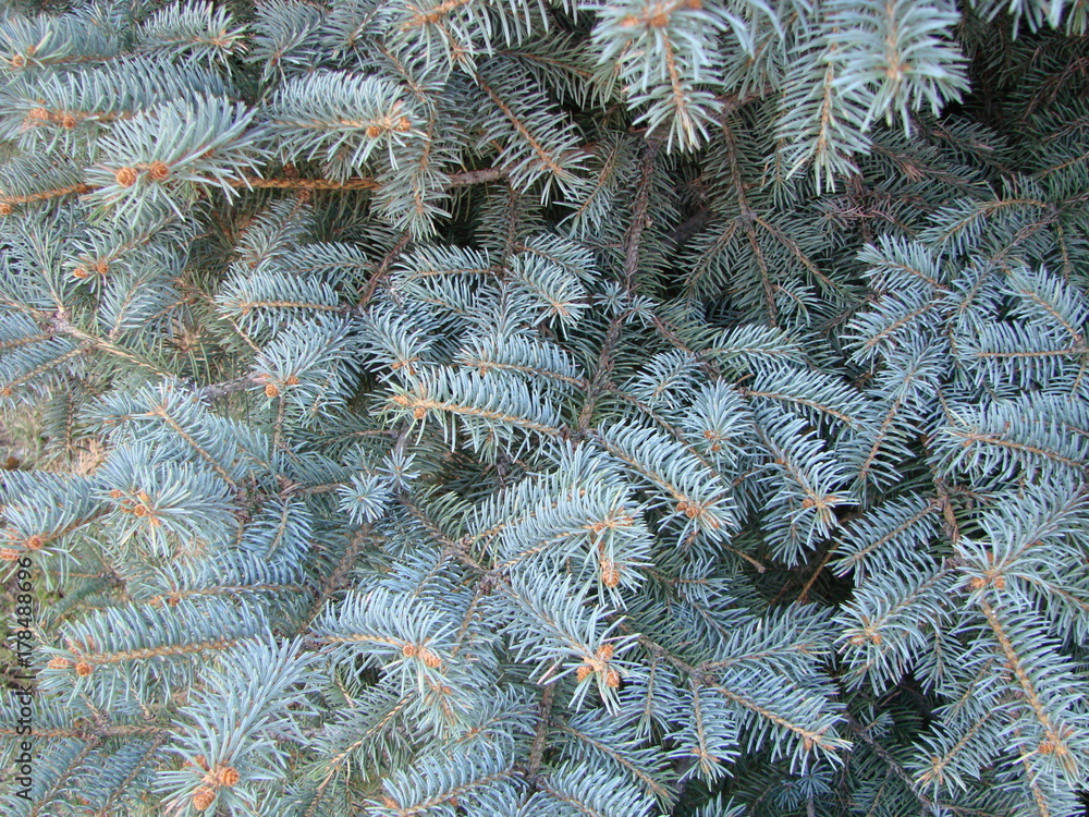 Photos natural background branch blue spruce growing in the park. shallow depth of field
