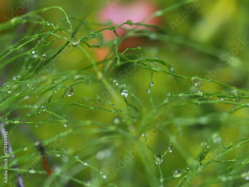 drops on the grass in the forest