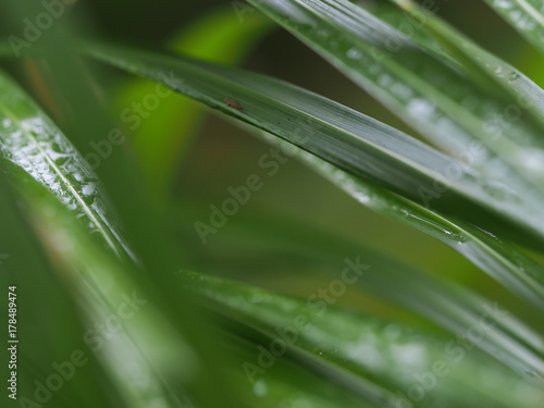 drops on the grass in the forest