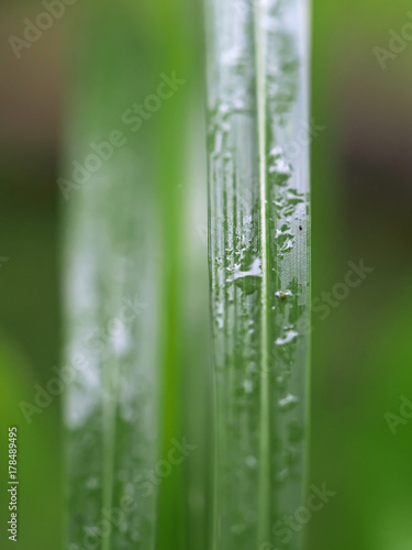 drops on the grass in the forest