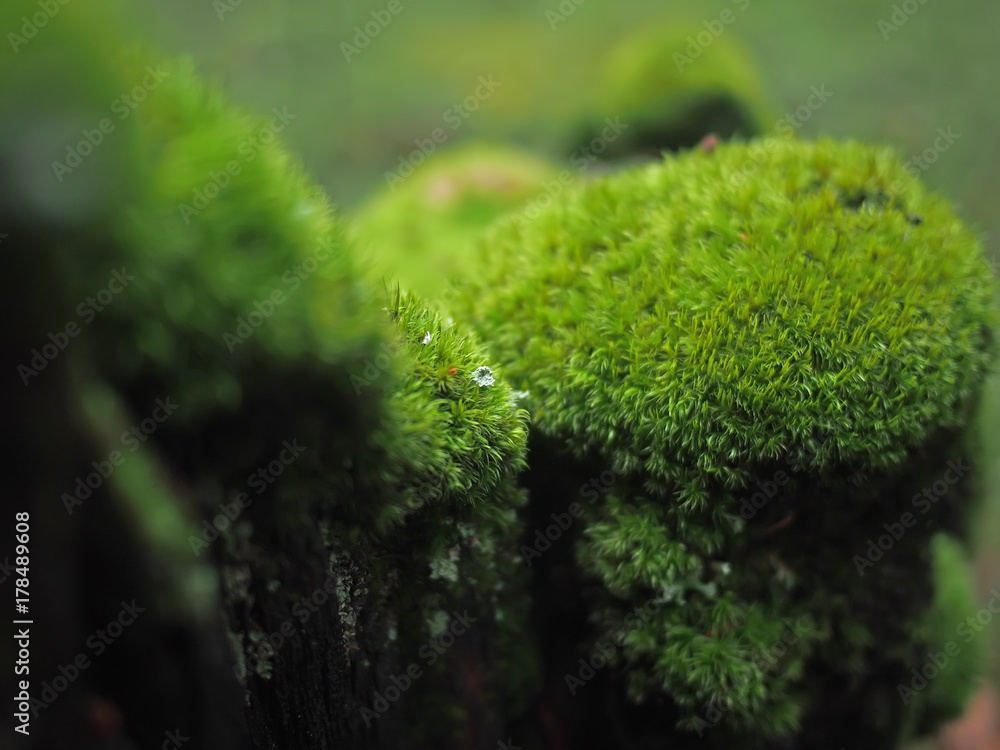 Obraz premium moss on a stump