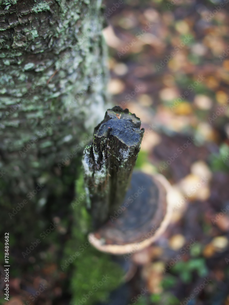 mushroom tinderpipe on a tree in the forest mushroom tinderpipe on a tree in the forest