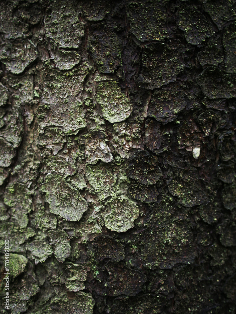 bark fir. background bark fir. background