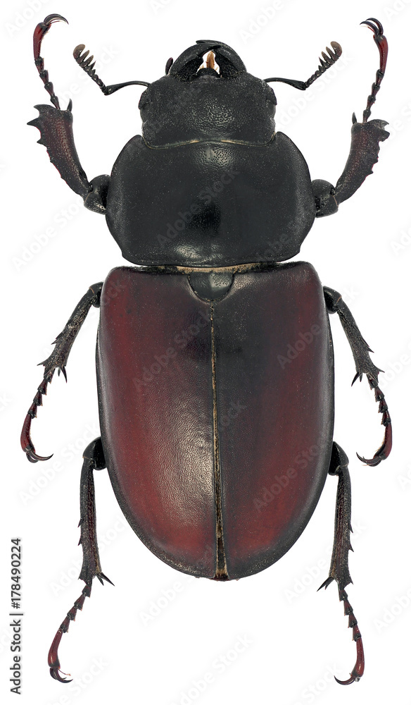 Fototapeta premium jelonek rogacz Lucanus cervus samica