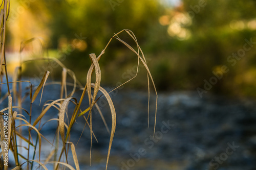 Autumn scenery. Dry grass at the waters the autumn.