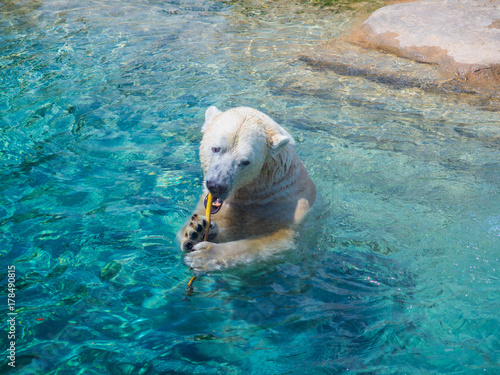 Polar Bear in Pool