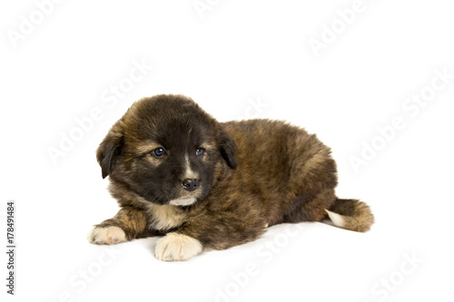 Brown puppy on a white background