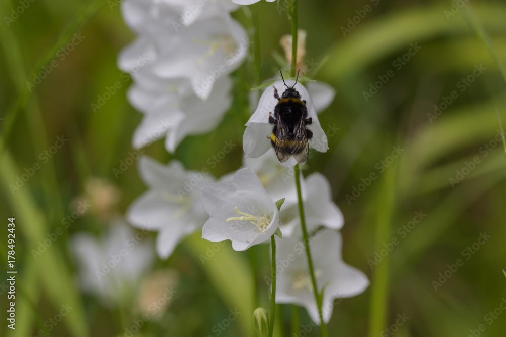 Hummel beim Bestäuben Hummel beim Bestäuben