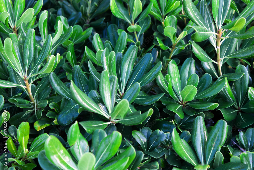 Background of green leaves, plants Background of green leaves, plants