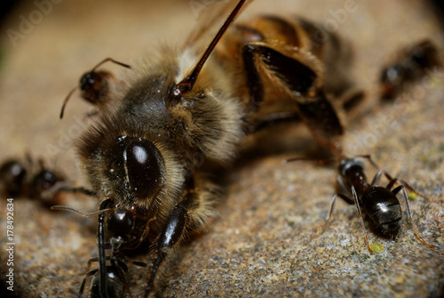 пчела, муравьи, борьба, крупный план