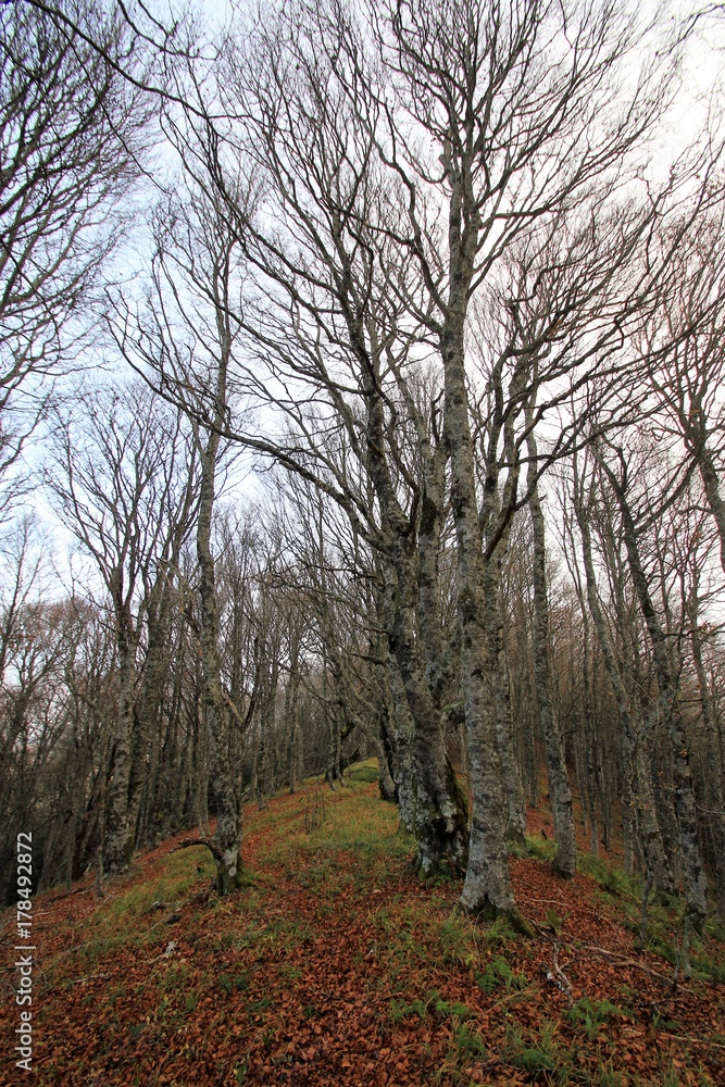 hêtraie sur la lèvre d'un cratère, Auvergne hêtraie sur la lèvre d'un cratère, Auvergne