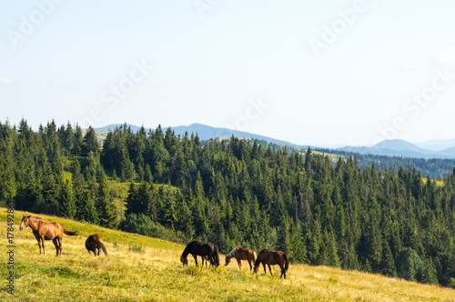 Horses is grazing in the mountains