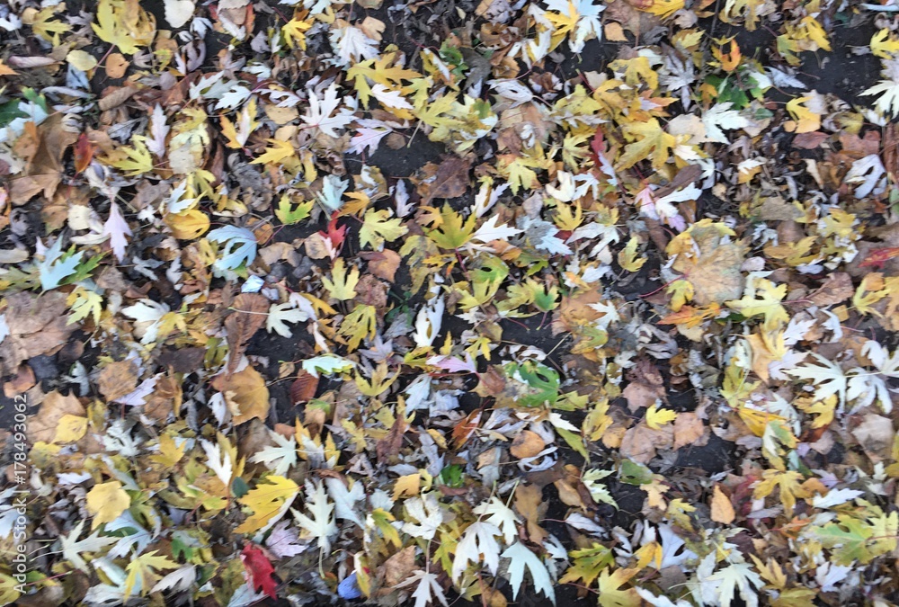 Leaves everywhere. 