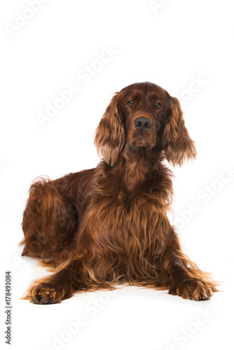 Obraz na płótnie Liegender Irish Setter