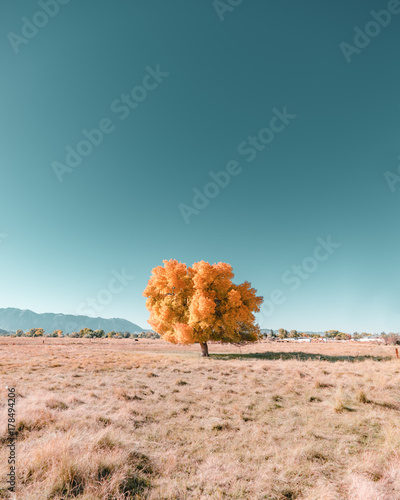 Single autumn tree on landscape against blue sky