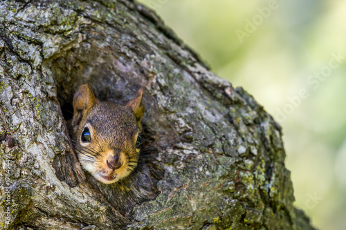 American Red Squirrel - Tamiasciurus hudsonicus, closeup of squirrel peeking out of a small hole in a tree trunk.  Bokeh of leaves in the background.