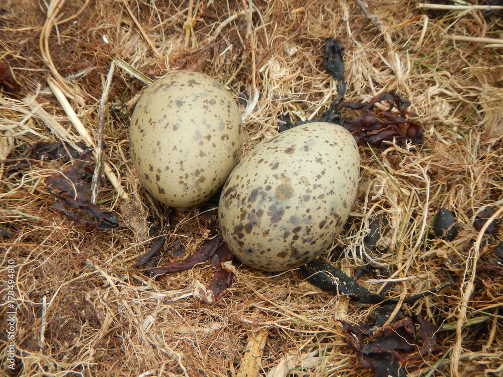 oeufs de goéland argenté dans le nid (Larus argentatus) oeufs de goéland argenté dans le nid (Larus argentatus)