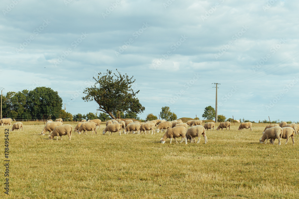 Herd of sheep grazing on a grassy field on a sunny day in Normandy, France. Sheep breeding, industrial agriculture concept. Summer countryside landscape, pastureland for domesticated livestock