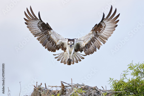 Osprey landing a cypress tree with wings spread in Florida
