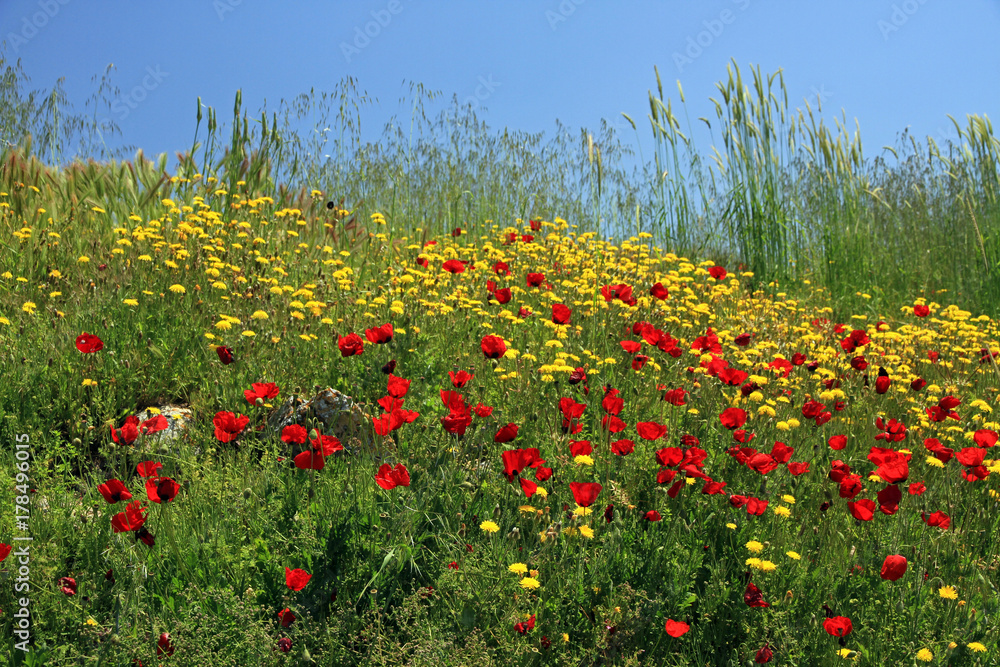 Hierapolis - flowery meadow, Turkey
