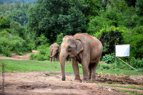 Elephants in Thailand, Chiang Mai
