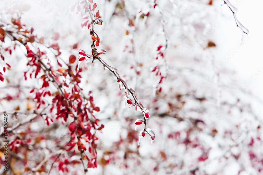 Icy branches with red berries of barberry after freezing rain Icy branches with red berries of barberry after freezing rain