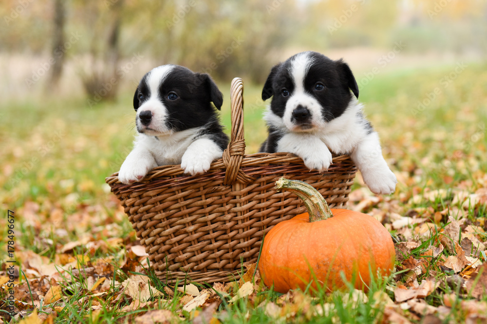 corgi puppies dogs with a pumpkin on an autumn background corgi puppies dogs with a pumpkin on an autumn background