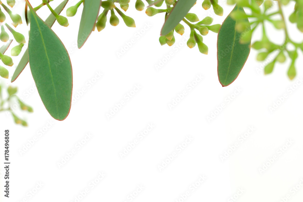 Fototapeta premium Leaves and buds of Eucalyptus isolated on white background.