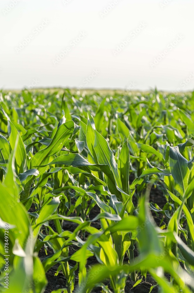 Fototapeta premium corn plant seedlings