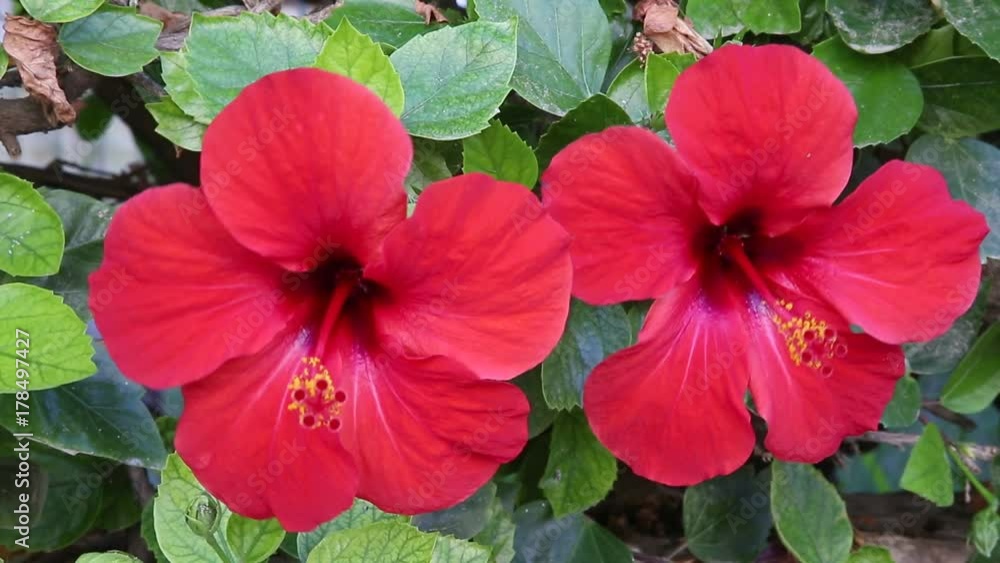 Two flowers of the red hibiscus Two flowers of the red hibiscus