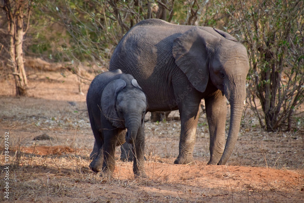 Obraz premium Elefantenfamilie