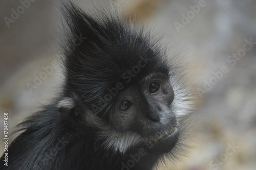 Francois Langur Monkey © Kari