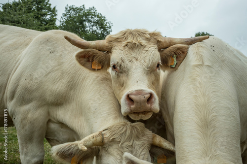 Cows grazing on a green grassy field on a sunny day, Normandy, France. Cattle breeding, industrial agriculture concept. Summer countryside landscape, pastureland for domesticated livestock. Close up. © sergiymolchenko