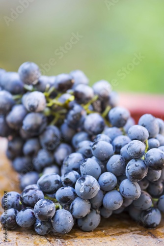 blue grapes