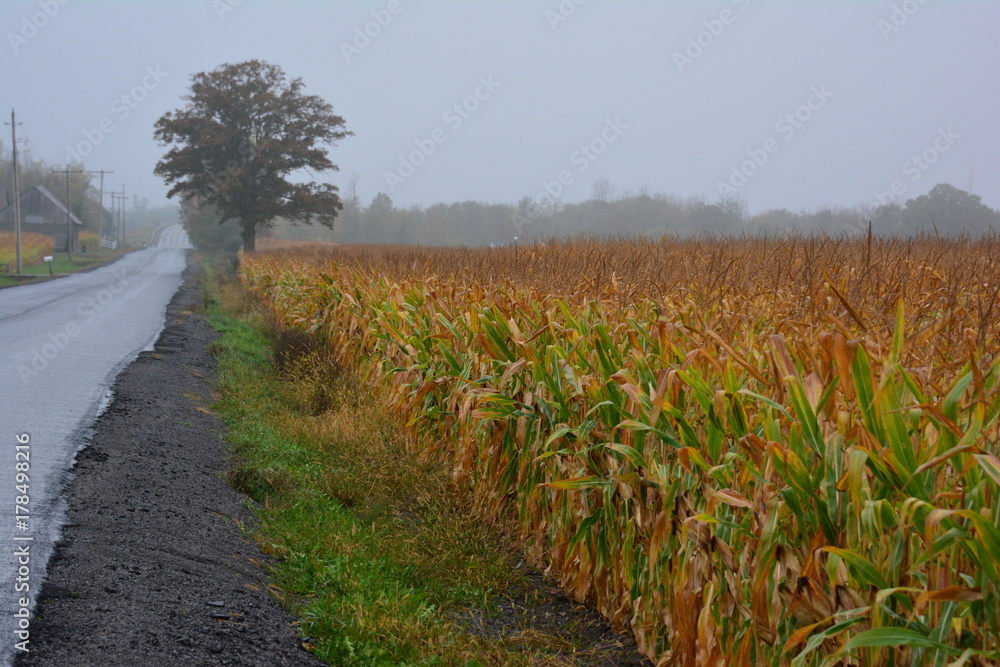 Obraz premium Cornfield in the mist