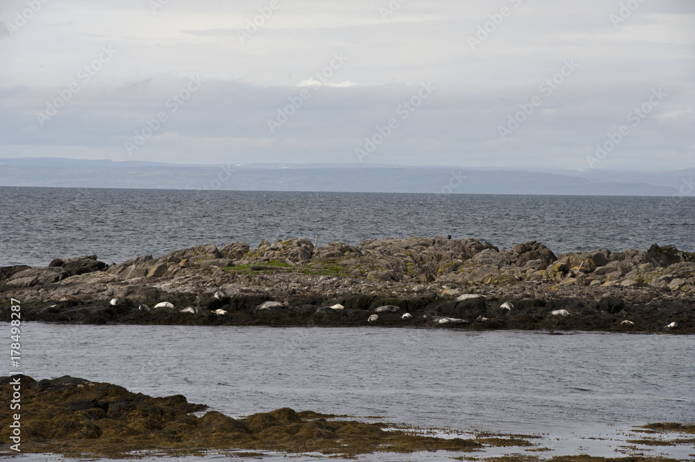 Seals on the Coast in a typical Icelandic landscape Vatnsnes Peninsula, a wild nature of rocks and shrubs, rivers and lakes. Seals on the Coast in a typical Icelandic landscape Vatnsnes Peninsula, a wild nature of rocks and shrubs, rivers and lakes.
