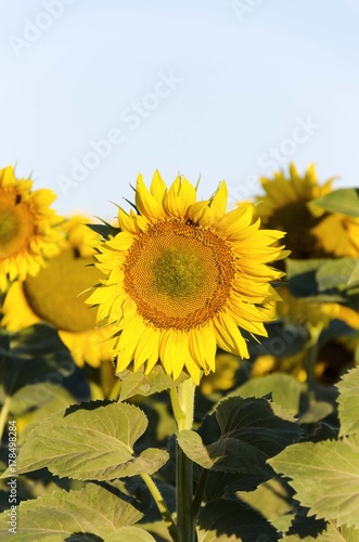 sun flower plants