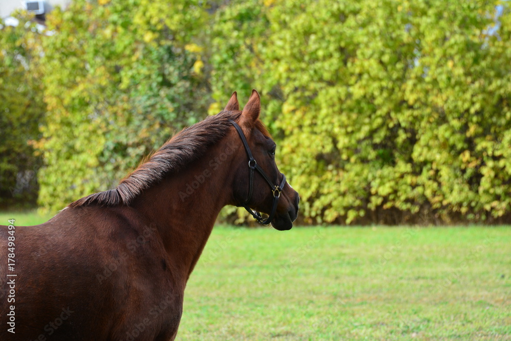 Dark horse in green meadow Dark horse in green meadow