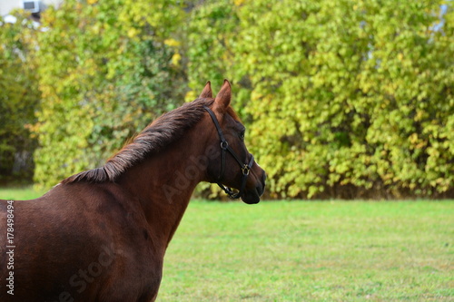 Dark horse in green meadow