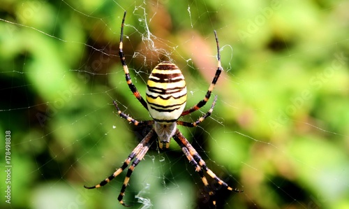 Horrible but harmless wasp spider.