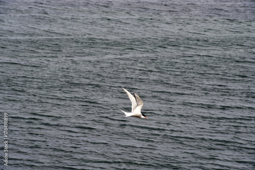 White bird of the Coast in a typical Icelandic landscape Vatnsnes Peninsula, a wild nature of rocks and shrubs, rivers and lakes.