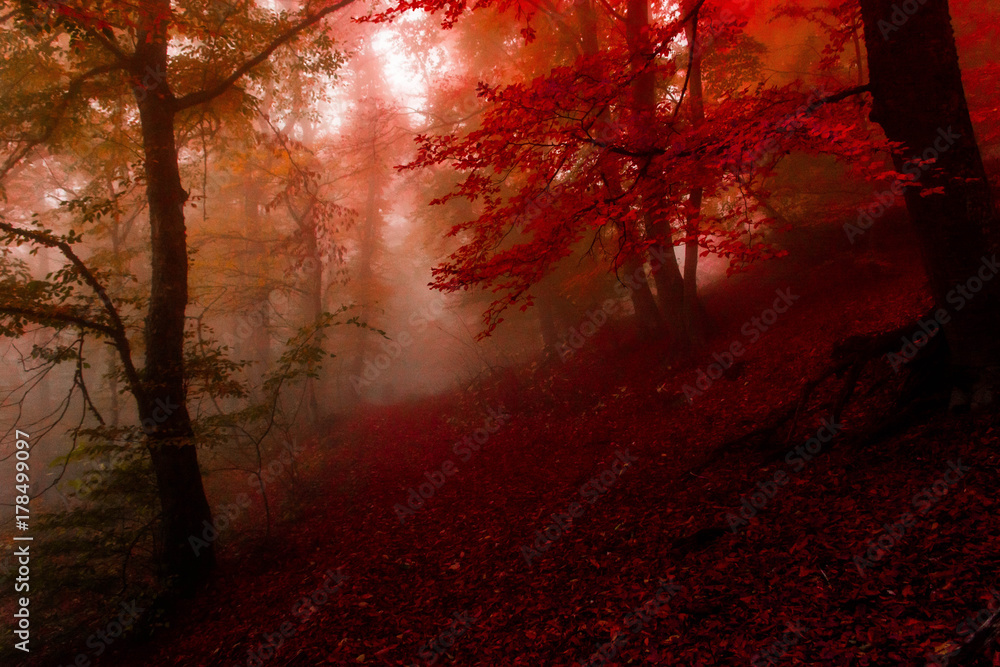 autumn forest 11